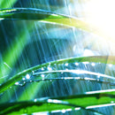 "rainforest" (album „movement“)